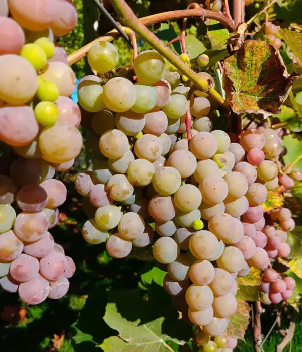 Weinrebe DVIETES ZILĀ