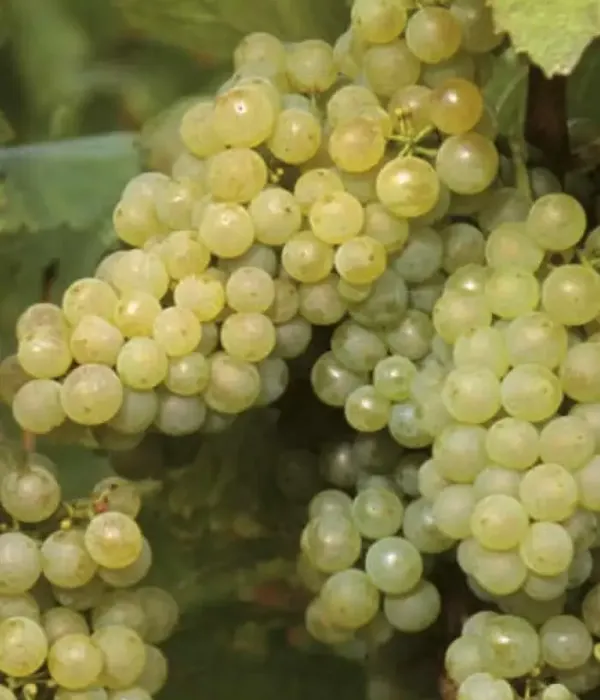 Weinrebe LEBEDEWSKAJA