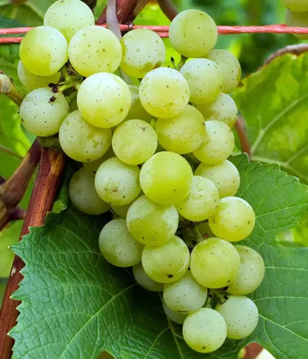 Vinič VELDZE