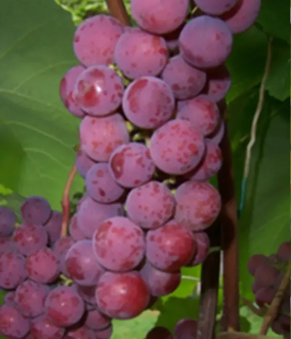 Vinič hroznorodý (Vitis spp.) ŠIRVITA
