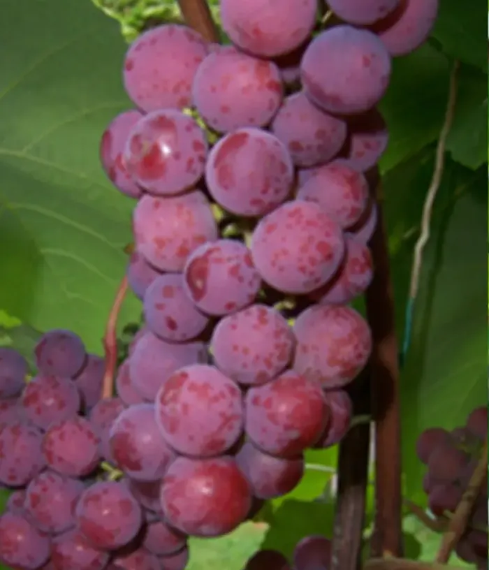 Grapevine (Vitis spp.) ŠIRVITA - Tutifruti, s.r.o.