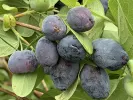 Zemolez (Lonicera caerulea) BLUE TREASURE - Tutifruti SK