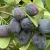 Canadian Haskap varieties