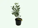 Honeysuckle-Haskap BOREAL BEAUTY - Tutifruti SK