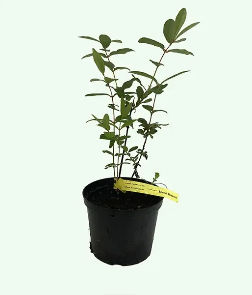 Honeysuckle-Haskap BOREAL BLIZZARD - Tutifruti SK