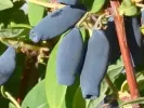 Blaubeere (Lonicera caerulea) WOJTEK - Tutifruti SK