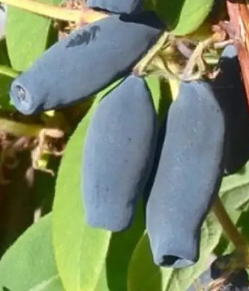 Blaubeere (Lonicera caerulea) WOJTEK