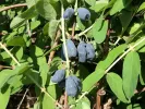 Honeysuckle-Haskap ZOJKA - Tutifruti SK