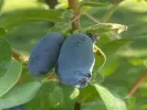 Honeysuckle-Haskap AURORA® - Tutifruti SK