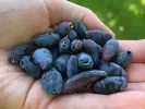 Honeysuckle-Haskap AURORA® - Tutifruti SK