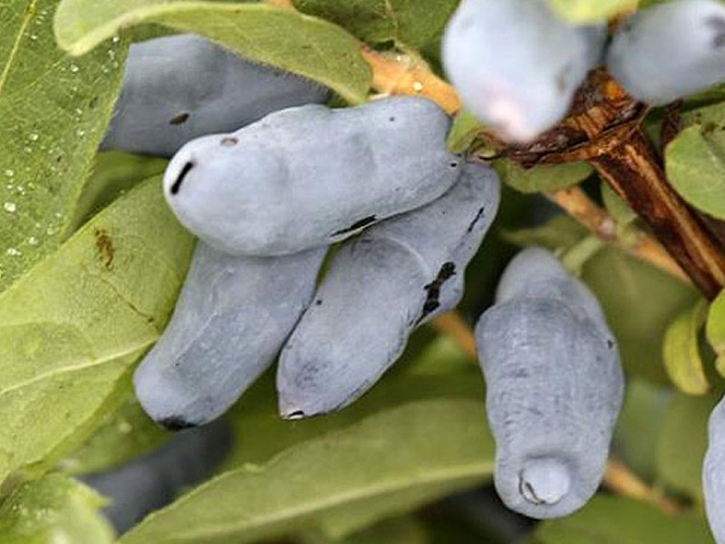 Zemolez (Lonicera caerulea) BAKCARSKIJ VELIKAN