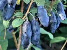 Zemolez (Lonicera caerulea) BLUE BANANA - Tutifruti SK