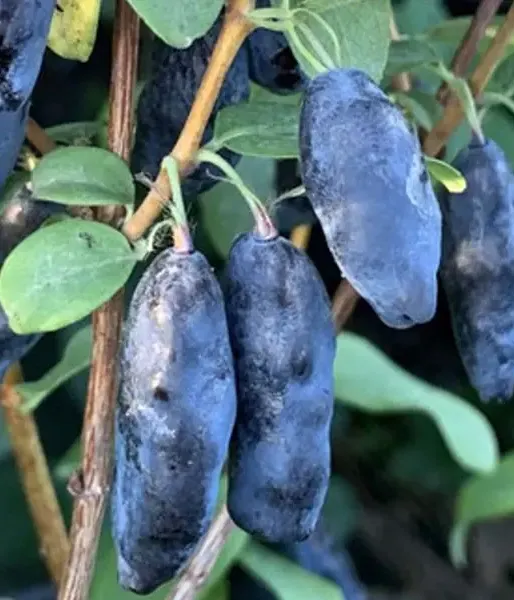 Zemolez (Lonicera caerulea) BLUE BANANA - Tutifruti SK