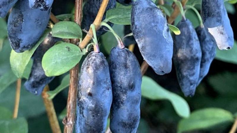 Zemolez kamčatský: Odhalenie elixíru života a zabudnutého superovocia