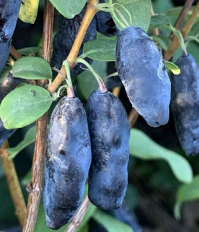 Zemolez (Lonicera caerulea) BLUE BANANA - Tutifruti SK