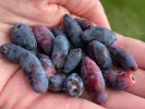 Honeysuckle-Haskap BOREAL BEAST - Tutifruti SK