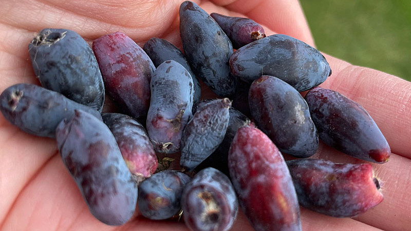 Ruská chuť, americký sen a geologický paradox: 7 rokov testovania zemolezu v Muniakowiciach (2. diel)