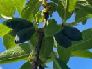 Honeysuckle-Haskap BOREAL BEAST - Tutifruti SK