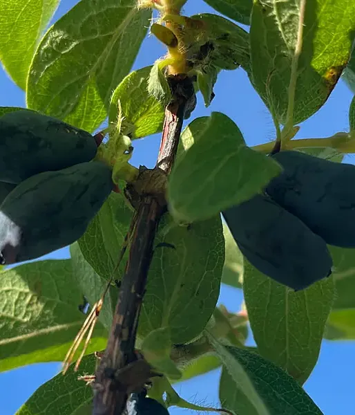 Zemolez (Lonicera caerulea) BOREAL BEAST