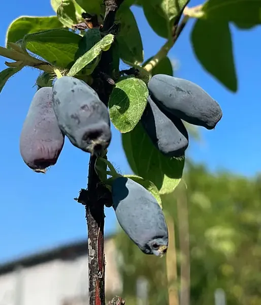 Zemolez (Lonicera caerulea) BOREAL BEAUTY