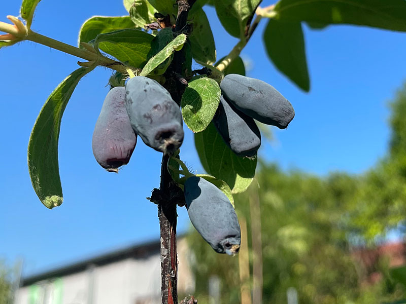 Zemolez (Lonicera caerulea) BOREAL BEAUTY