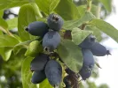 Honeysuckle-Haskap BOREALIS® - Tutifruti SK