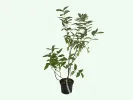 Honeysuckle-Haskap BOREALIS® - Tutifruti SK