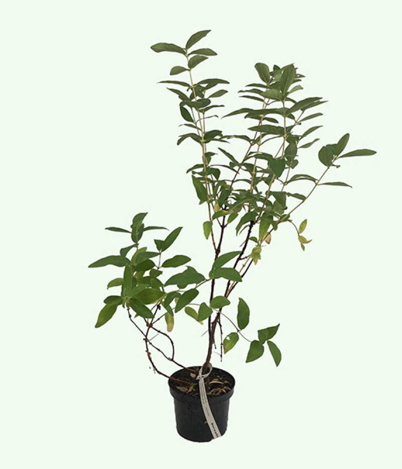 Zemolez (Lonicera caerulea) TUNDRA® - Tutifruti SK