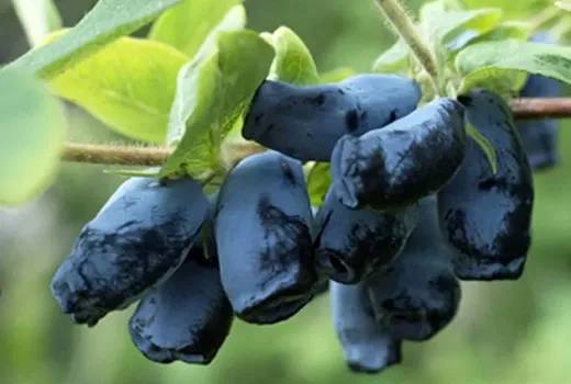 Zemolez (Lonicera caerulea): nenáročná kamčatská čučoriedka, ktorá vás opakovane poteší