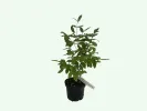 Zemolez (Lonicera caerulea) DOCZ VELIKANA - Tutifruti SK