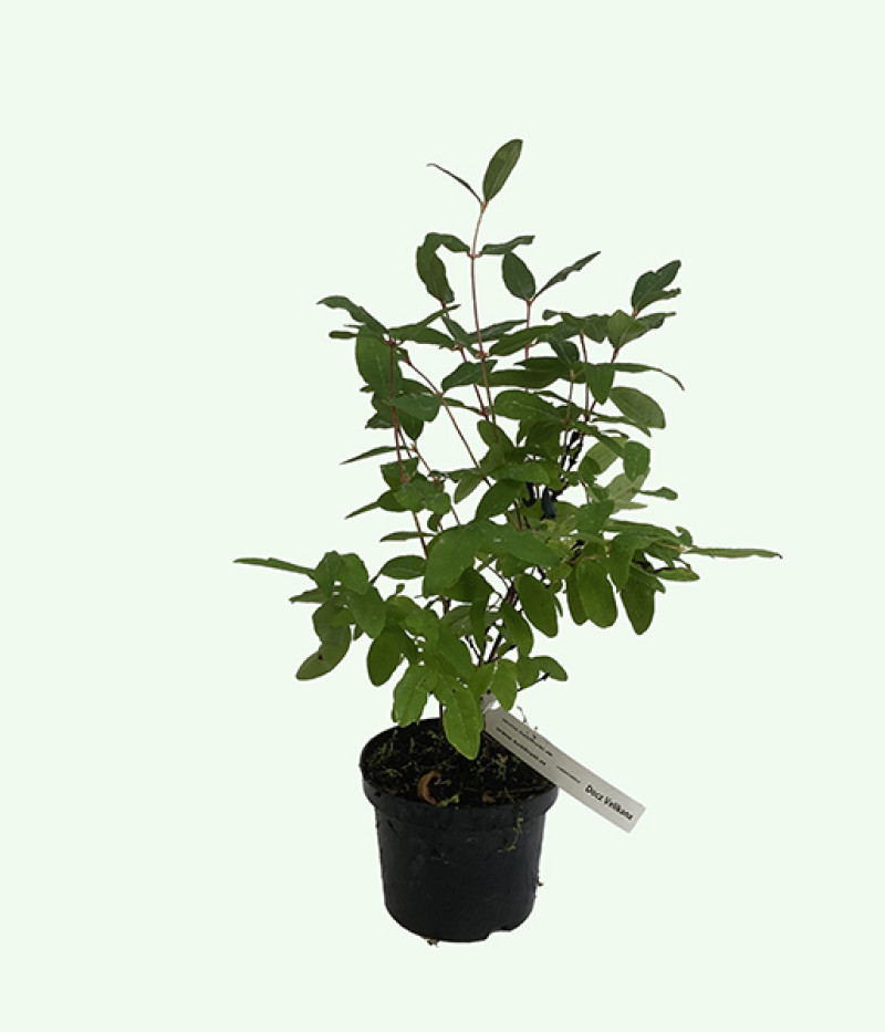 Zemolez (Lonicera caerulea) DOCZ VELIKANA - Tutifruti SK