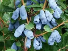 Zemolez (Lonicera caerulea) DOCZ VELIKANA - Tutifruti SK
