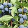 Zemolez (Lonicera caerulea) GIANT'S HEART
