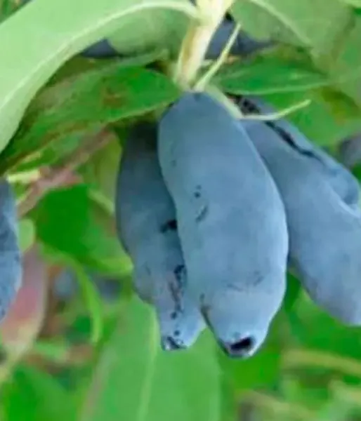 Zemolez (Lonicera caerulea) INDIGO GEM