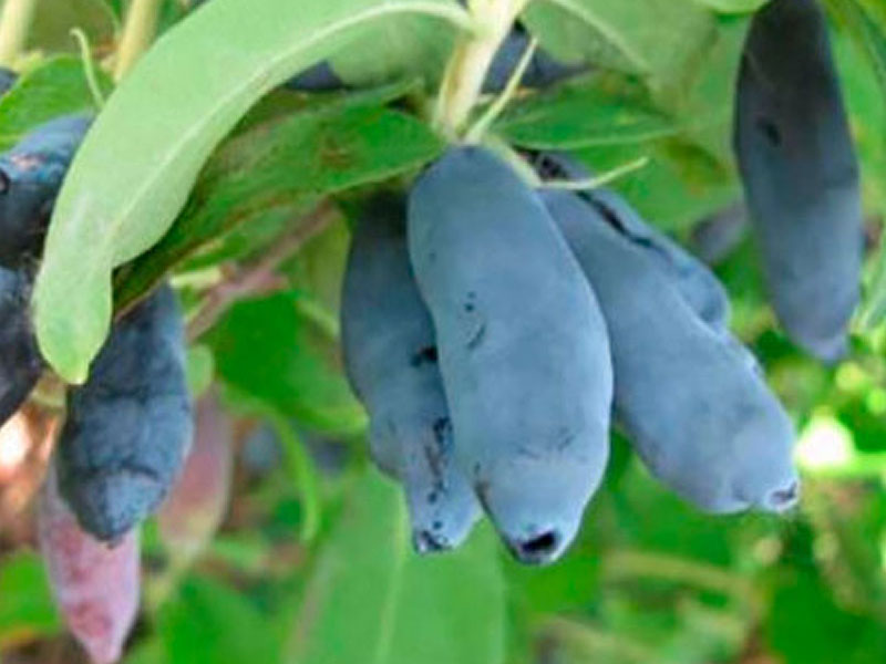 Zemolez (Lonicera caerulea) INDIGO GEM