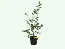 Honeysuckle-Haskap LENINGRADSKIJ VELIKAN® - Tutifruti SK