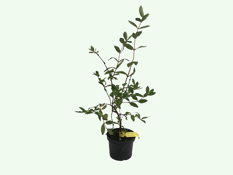 Honeysuckle-Haskap LENINGRADSKIJ VELIKAN® Honeysuckle-Haskap LENINGRADSKIJ VELIKAN®
