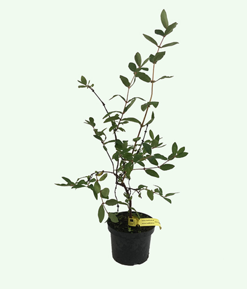 Zemolez (Lonicera caerulea) LENINGRADSKIJ VELIKAN - Tutifruti SK