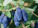 Honeysuckle-Haskap LENINGRADSKIJ VELIKAN® - Tutifruti SK