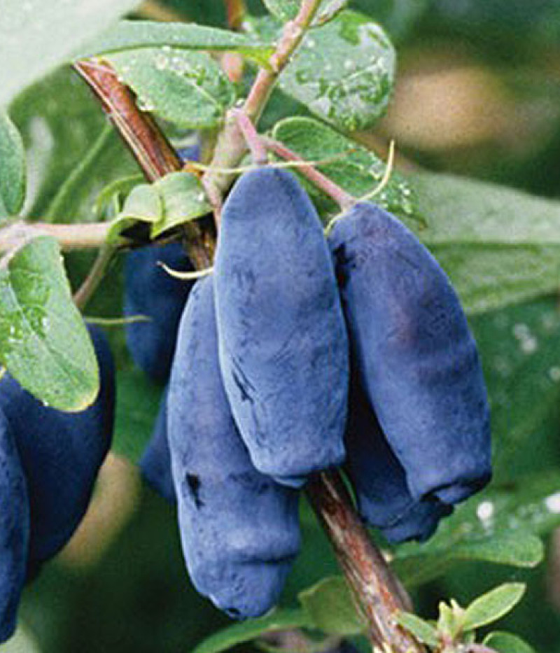 Zemolez (Lonicera caerulea) LENINGRADSKIJ VELIKAN - Tutifruti SK