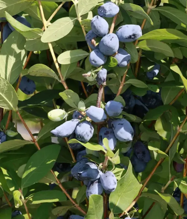 Zemolez (Lonicera caerulea var. emphyllocalyx) LORI