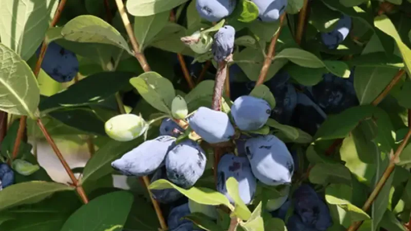 Priemyselní ťahúni z USA: Predstavujeme rekordne úrodné zemolezy 'Lori' a 'Tomi'