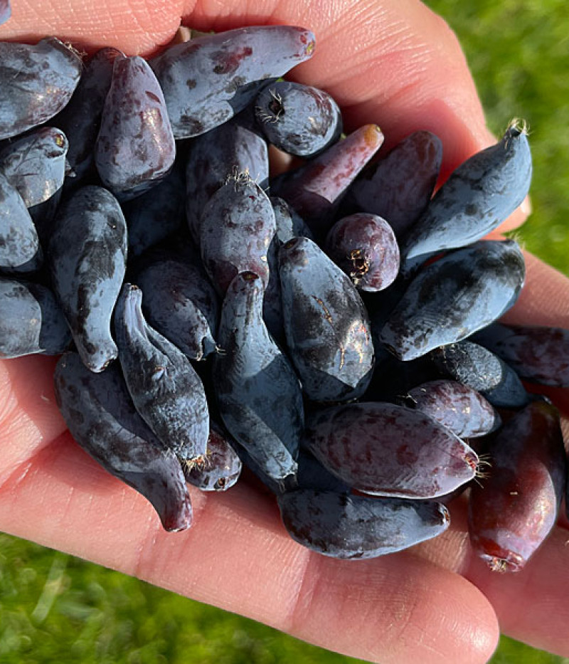 Zemolez (Lonicera caerulea) SINIJ UTES - Tutifruti SK