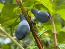 Honeysuckle-Haskap SINIJ UTES - Tutifruti SK