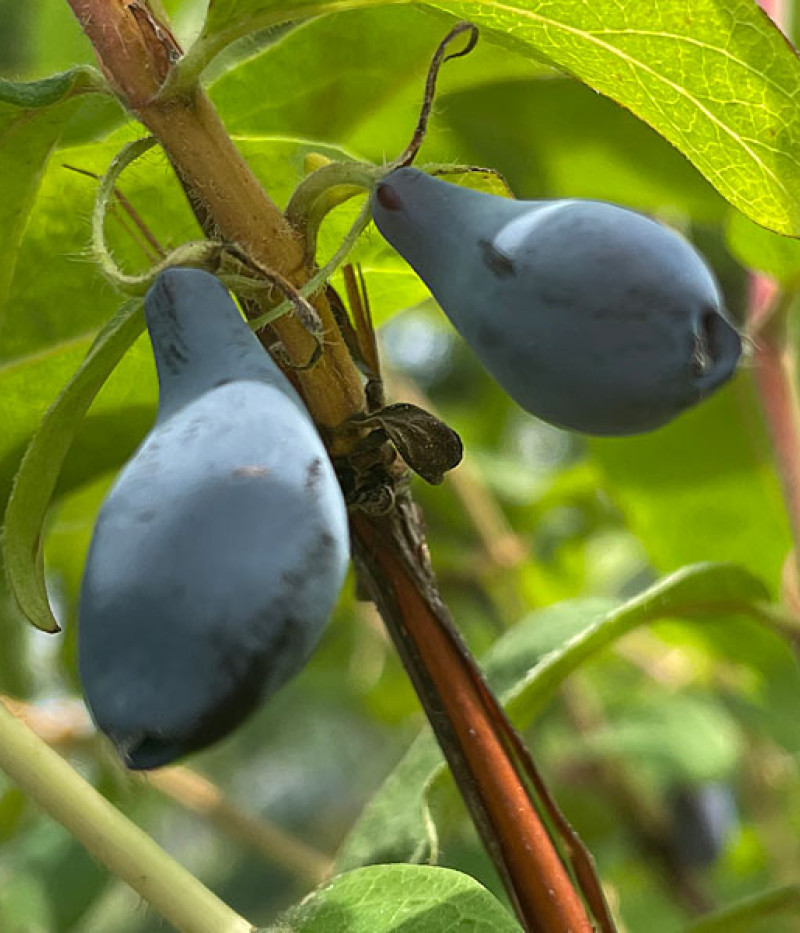 Zemolez (Lonicera caerulea) SINIJ UTES - Tutifruti SK