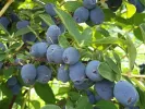 Zemolez (Lonicera caerulea) STRAWBERRY SENSATION - Tutifruti SK