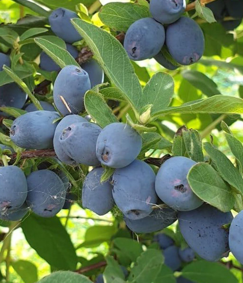 Zemolez (Lonicera caerulea) STRAWBERRY SENSATION - Tutifruti SK