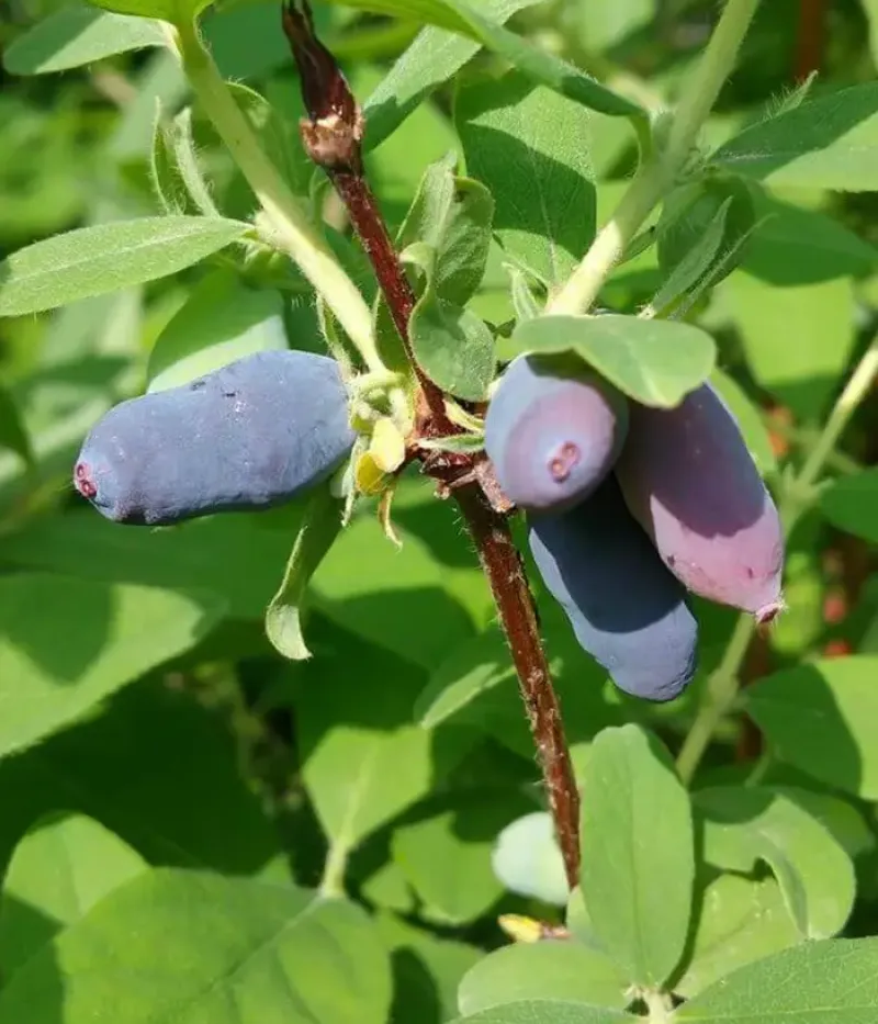 Zemolez (Lonicera kamtschatica) TOMI - Tutifruti, s.r.o.