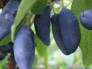 Honeysuckle-Haskap TUNDRA® - Tutifruti SK