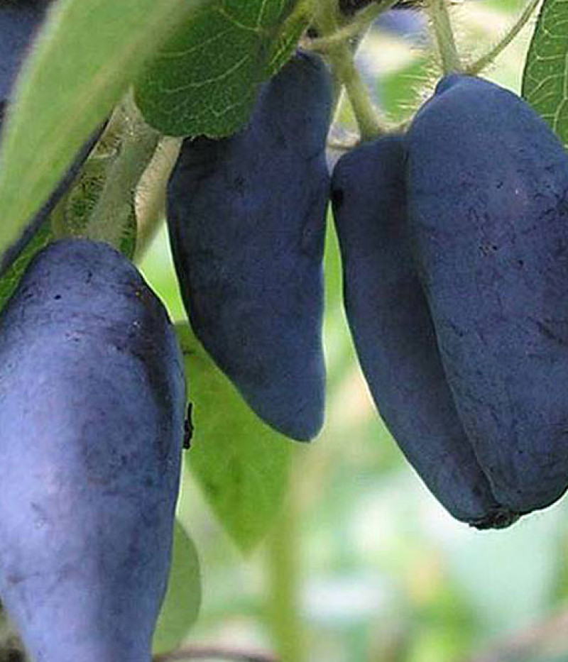 Zemolez (Lonicera caerulea) TUNDRA® - Tutifruti SK